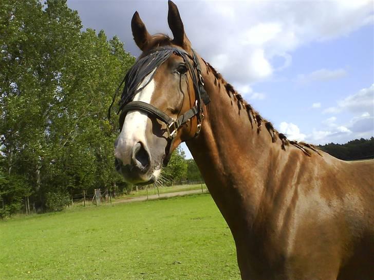 Anden særlig race Estrupvangs Poseidon - Taget af mig.  billede 17