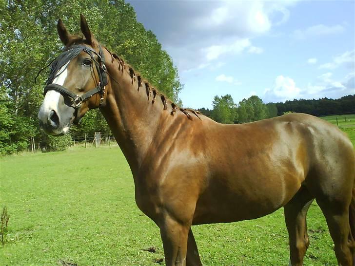 Anden særlig race Estrupvangs Poseidon billede 18