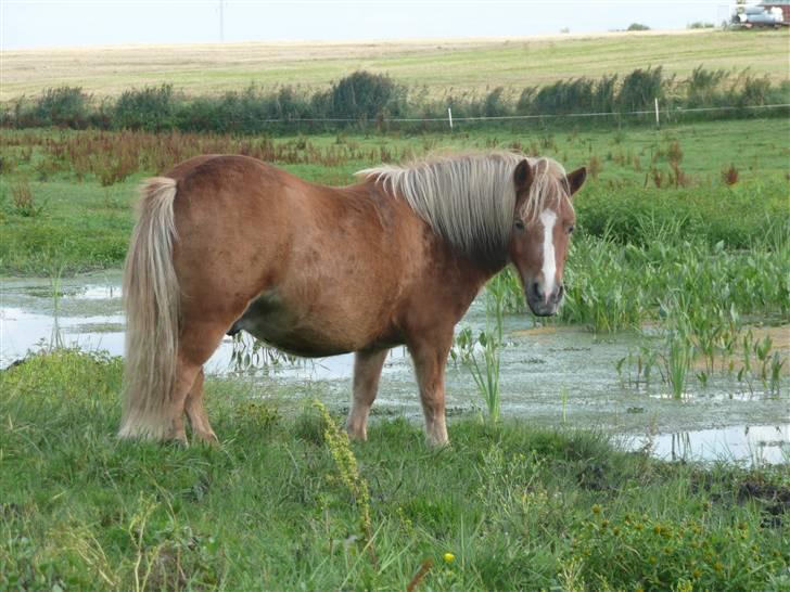 Shetlænder Jochum - August 08. billede 7