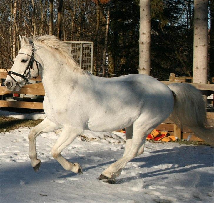 Connemara Marskenkols Mc Cormick - Te Amo Mc Cormick <3 - Mine skatte hverken klirrer eller glitrer. De skinner i solen og vrinsker om natten  billede 1