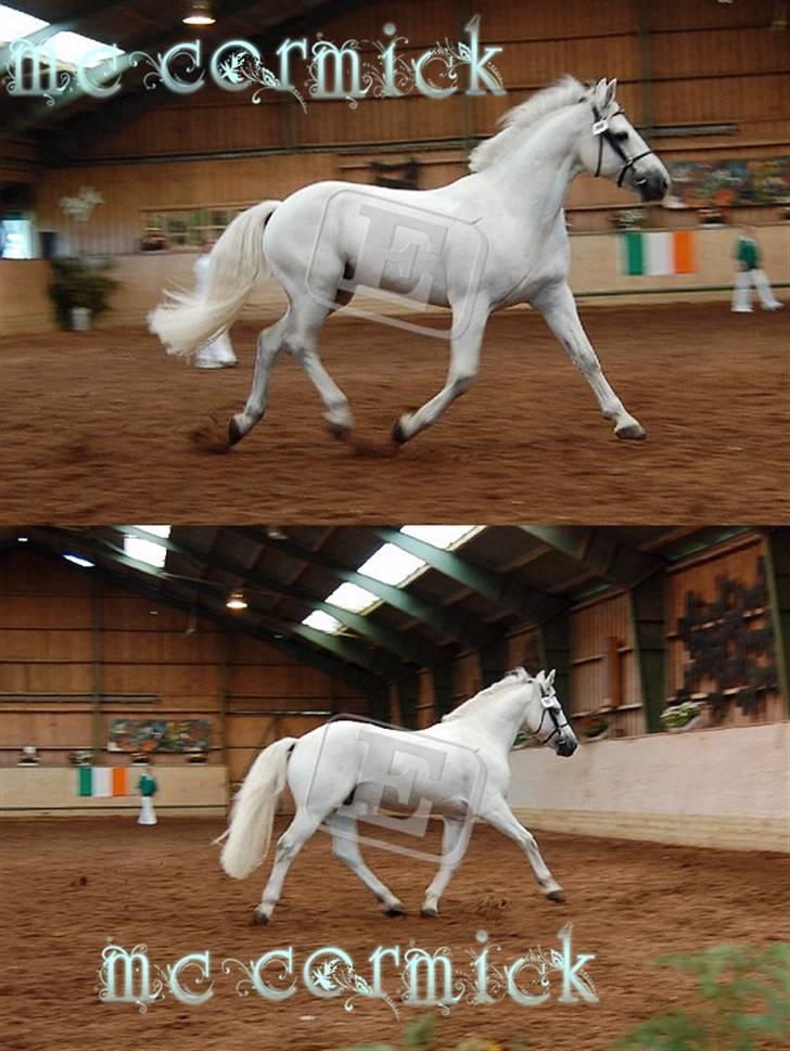 Connemara Marskenkols Mc Cormick - Kåring 07 belv kåret med 7 i helhed - med 8 i trav og galop! stoldt af min ponz billede 4