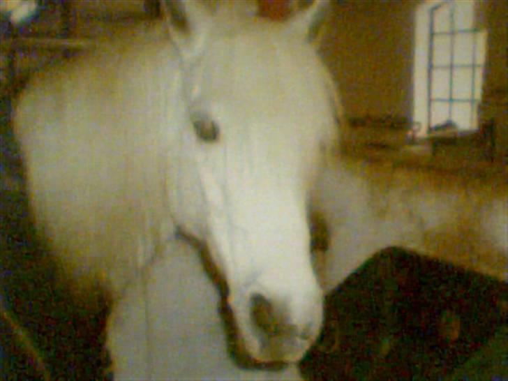 Anden særlig race Shah Noir's Shana bey - min dejlige 2´er pony. det var hende jeg lærte at ride på. billede 1