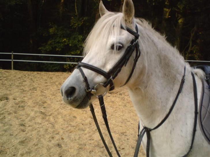 Anden særlig race Shah Noir's Shana bey - en dag jeg lige fik lyst til at ride på hende :) billede 2