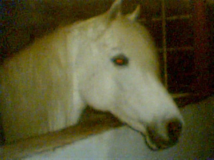 Anden særlig race Shah Noir's Shana bey - en aften i stalden. billede 4