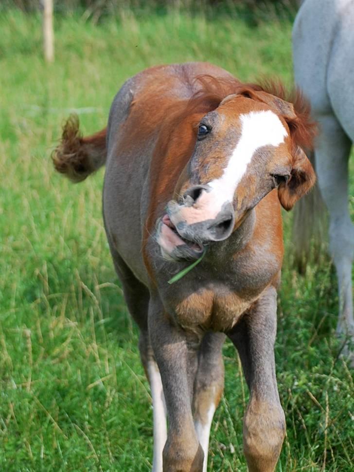 Sportsaraber (A) Fakhir E'jaaz SOLGT - sep 08 den lille kære "grimme" følle billede 14