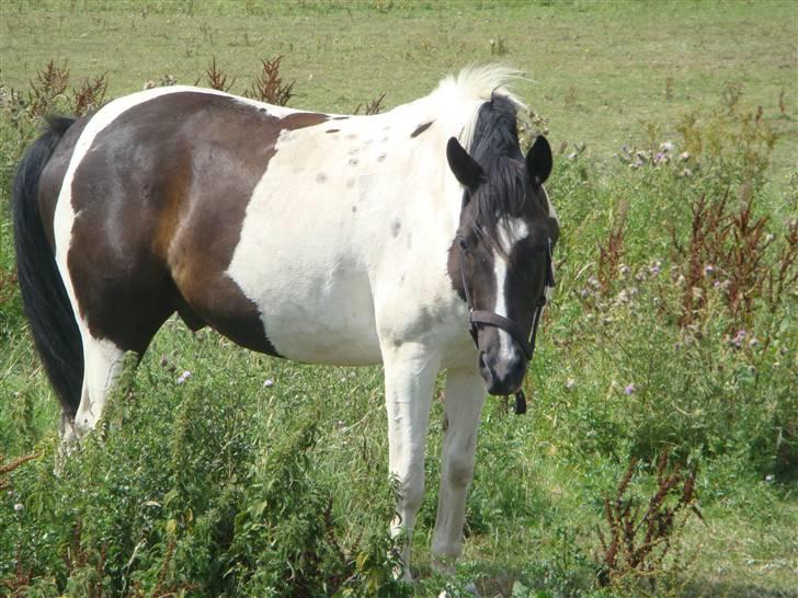 Pinto Star<3 - Star hygger på folden<3 billede 5