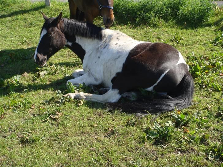 Pinto Star<3 - Star tager en slapper lige før et stævne<3 billede 6