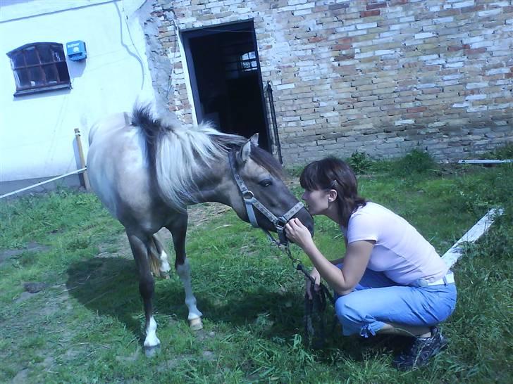 Anden særlig race Sir duke billede 6