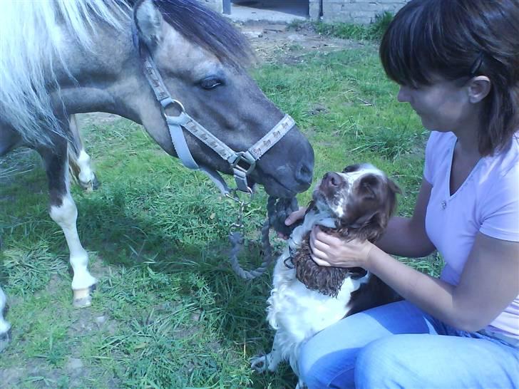 Anden særlig race Sir duke billede 7