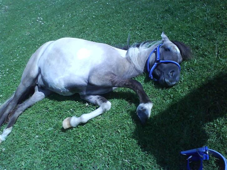 Anden særlig race Sir duke billede 8