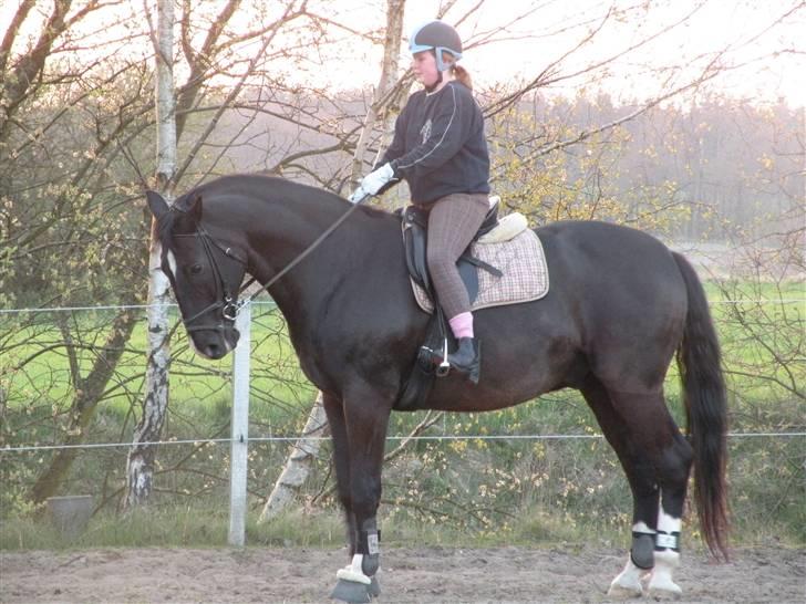 Dansk Varmblod Lady Hunter  - Mig og Hunter<333 billede 6