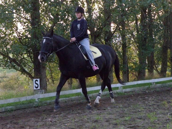 Dansk Varmblod Lady Hunter  - Hygge..!! <333 billede 7