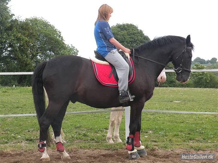 Dansk Varmblod Lady Hunter  - Du er perfekt<333 Rigtig gamelt!<3:* billede 8