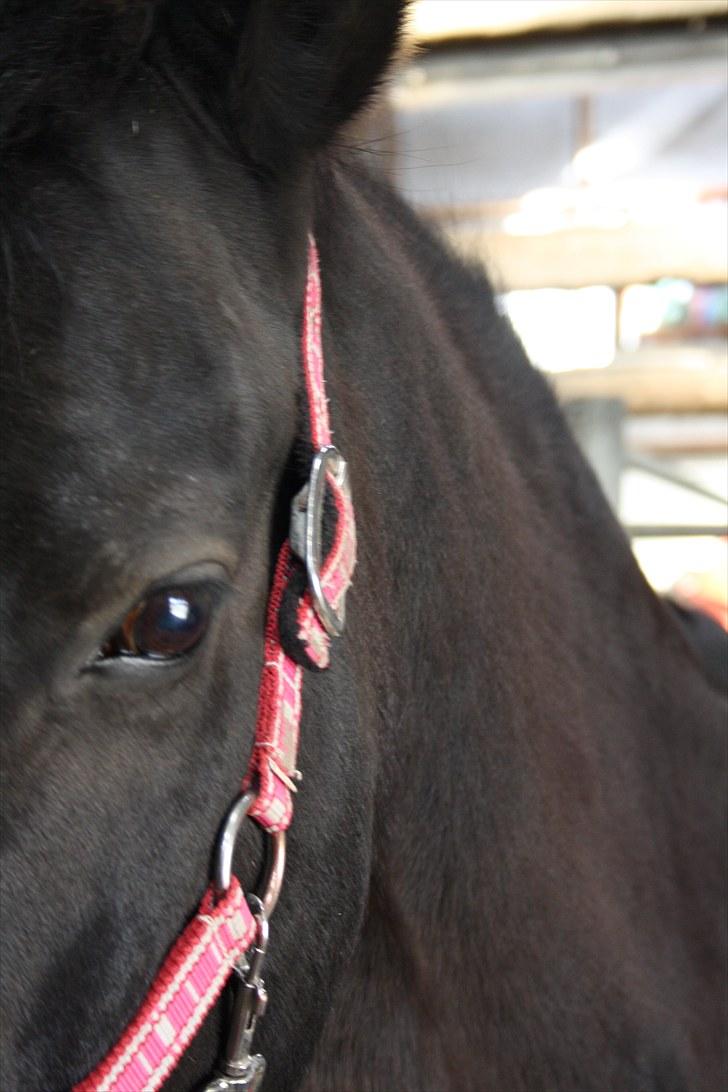 Dansk Varmblod Lady Hunter  - Hunter<333 billede 9