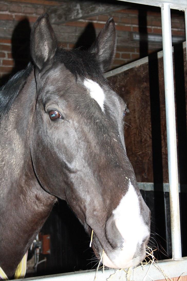 Dansk Varmblod Lady Hunter  - Hunter på KJ´Horses<3 billede 10