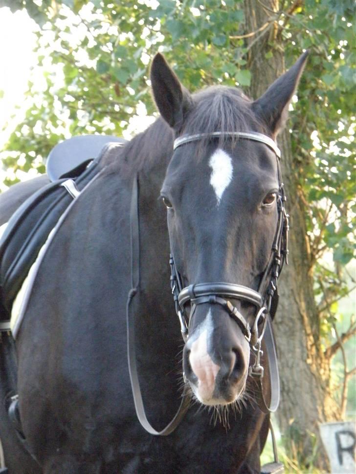 Dansk Varmblod Lady Hunter  - Du er perfekt<3 billede 11