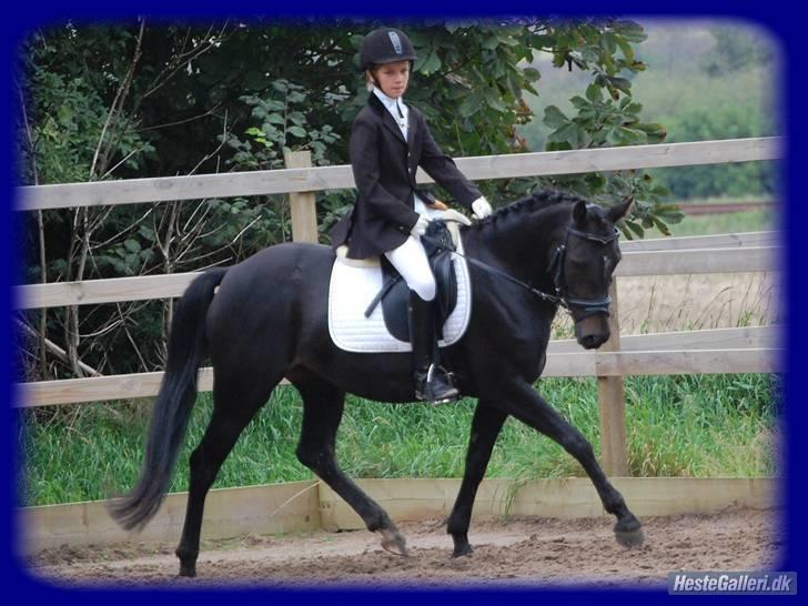 New Forest Egeballes Nitrat (SOLGT) - Smukke Tritte i Lc1 foto: Nanna donslund billede 15