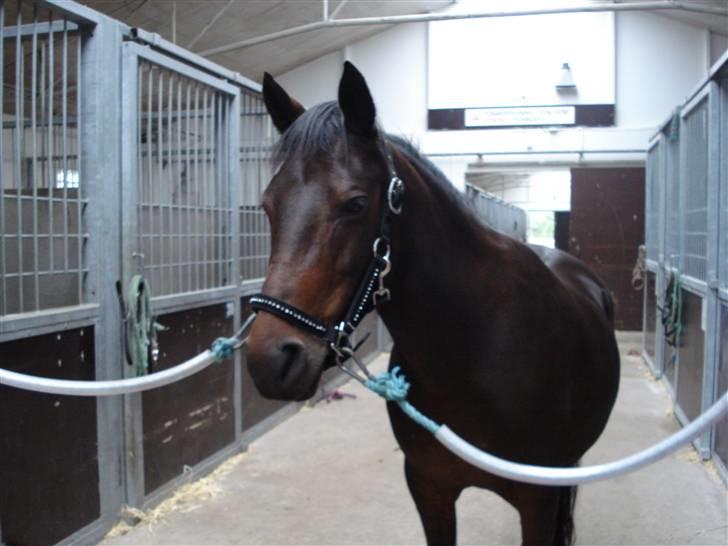 New Forest Beauty   Solgt - Der er Beauty så billede 6