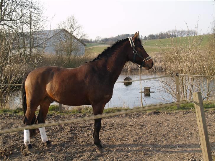 DSP Ibrahim - :)  billede 8