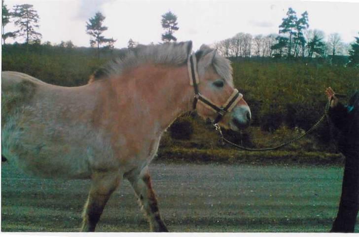 Fjordhest Robin billede 14