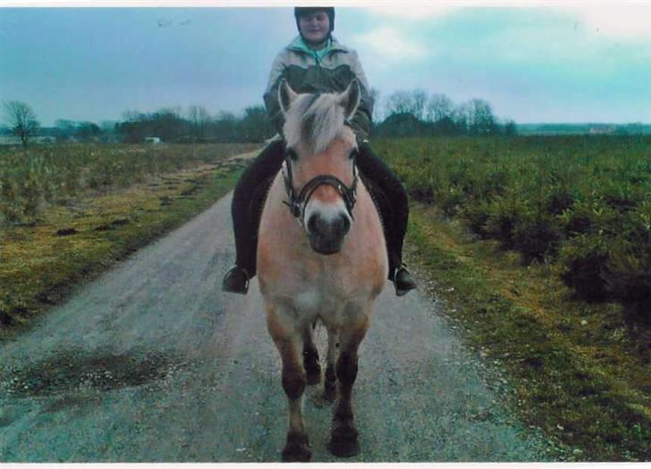 Fjordhest Robin billede 15