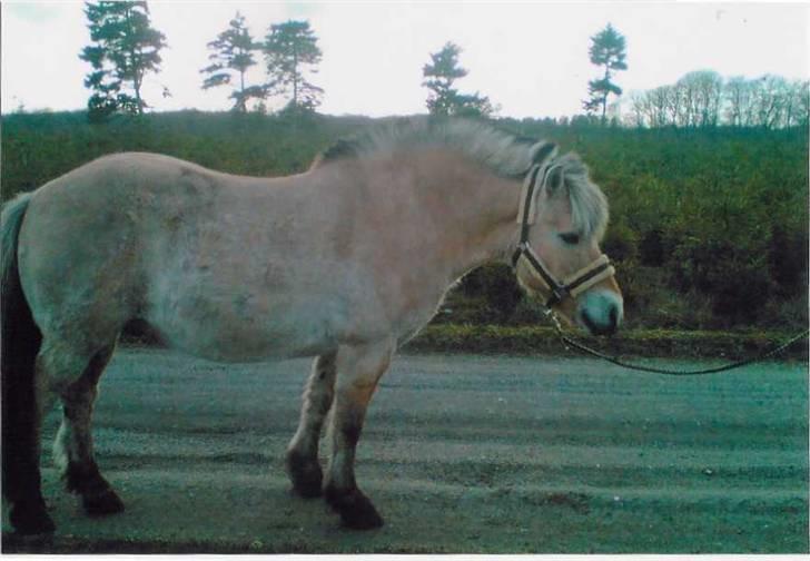 Fjordhest Robin billede 16