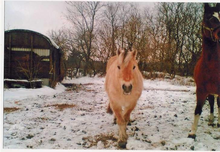 Fjordhest Robin billede 17