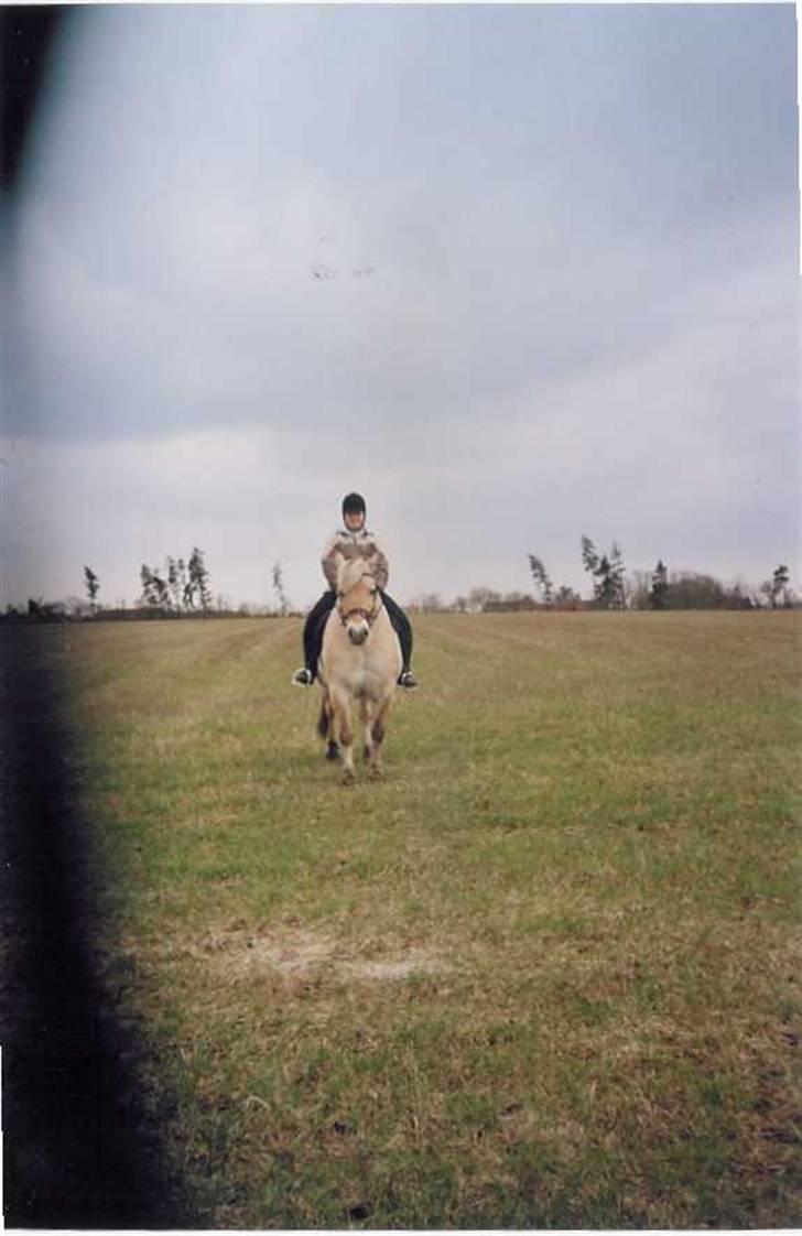 Fjordhest Robin billede 18