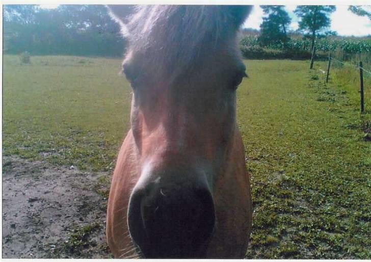 Fjordhest Robin billede 19