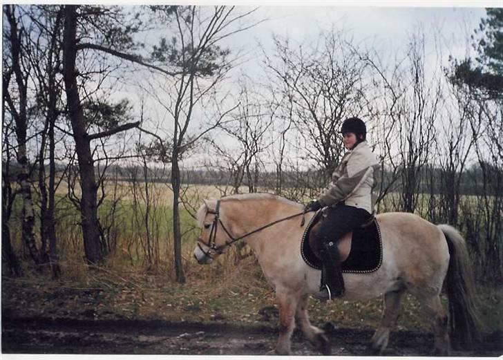 Fjordhest Robin billede 20