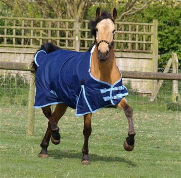 Anden særlig race Lydia billede 5