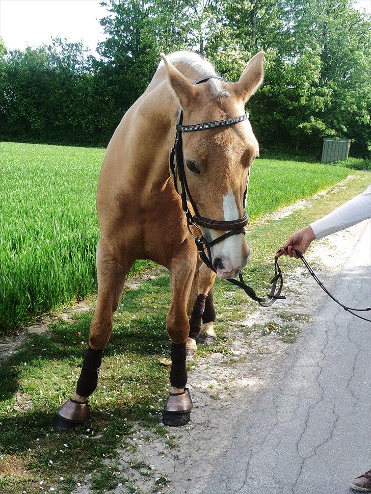 Palomino Semper Fidelis Blue - Minskat. billede 1