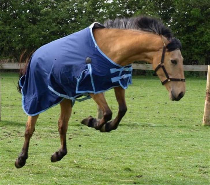 Anden særlig race Lydia billede 6