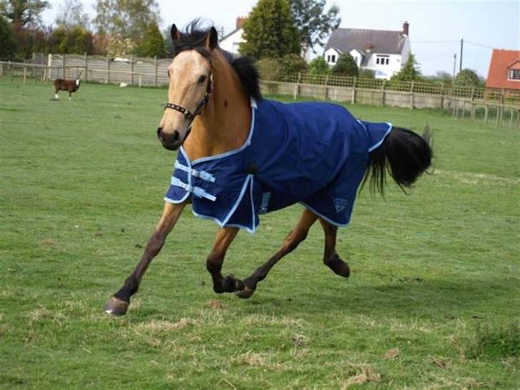 Anden særlig race Lydia billede 7