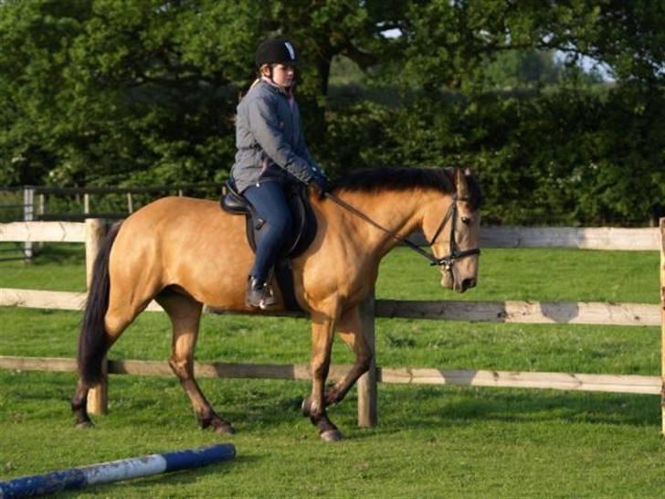 Anden særlig race Lydia billede 8