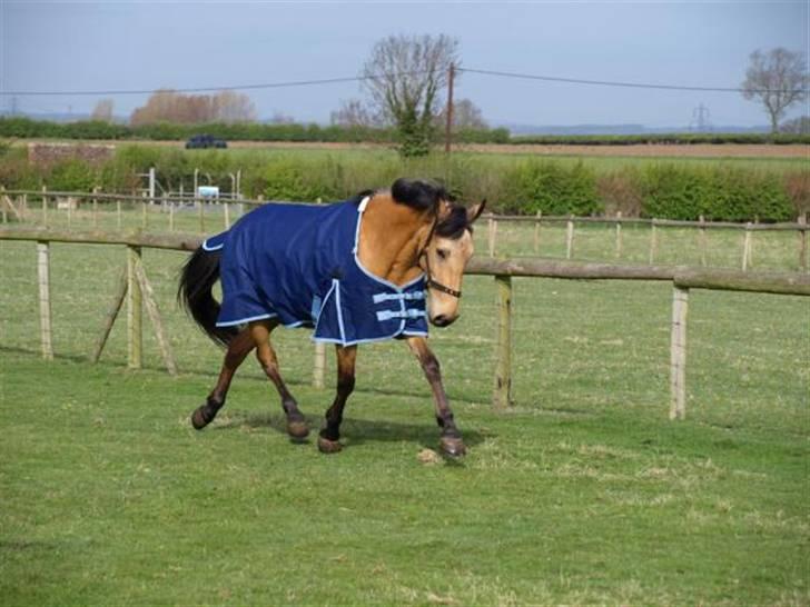 Anden særlig race Lydia billede 9