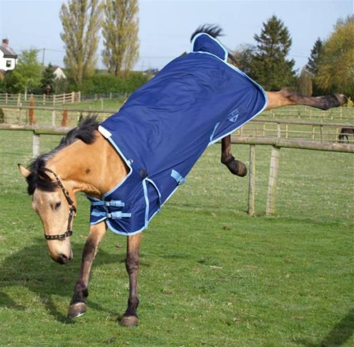 Anden særlig race Lydia billede 10