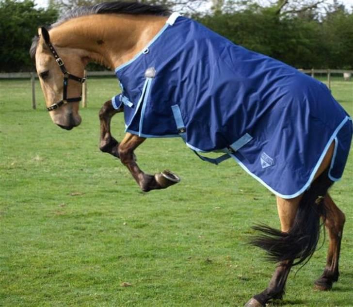 Anden særlig race Lydia billede 11