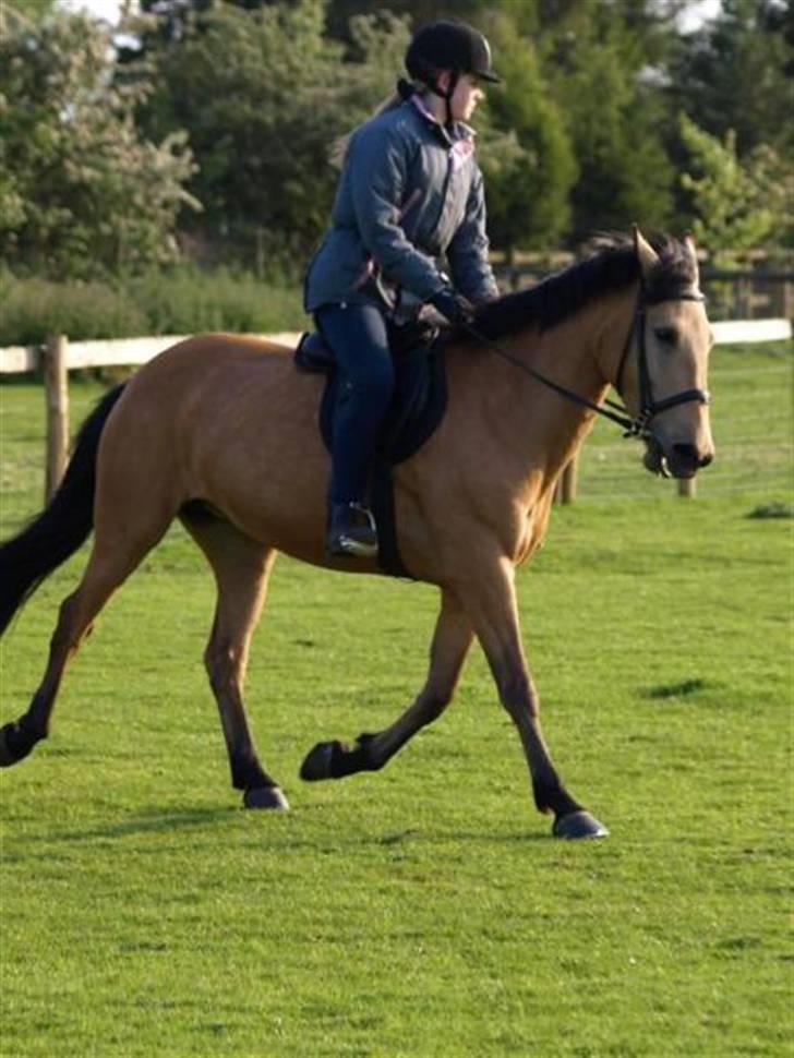 Anden særlig race Lydia billede 12
