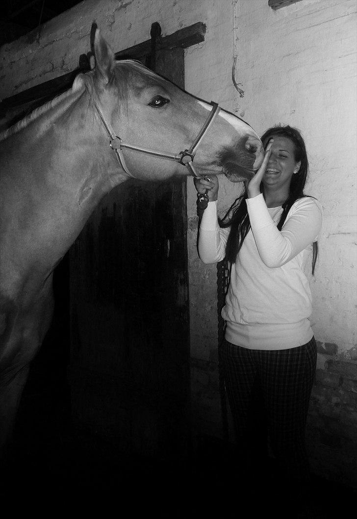 Palomino Semper Fidelis Blue - Du kan altid få mig til at smile! billede 2