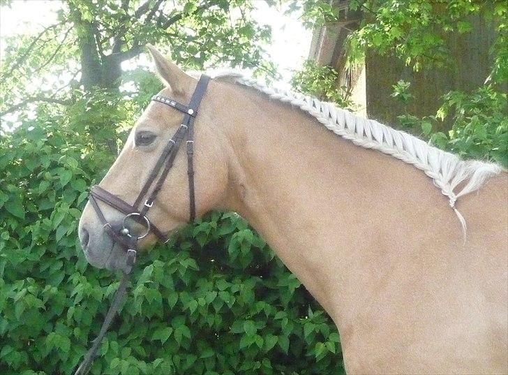 Palomino Semper Fidelis Blue - Maj 11 billede 3