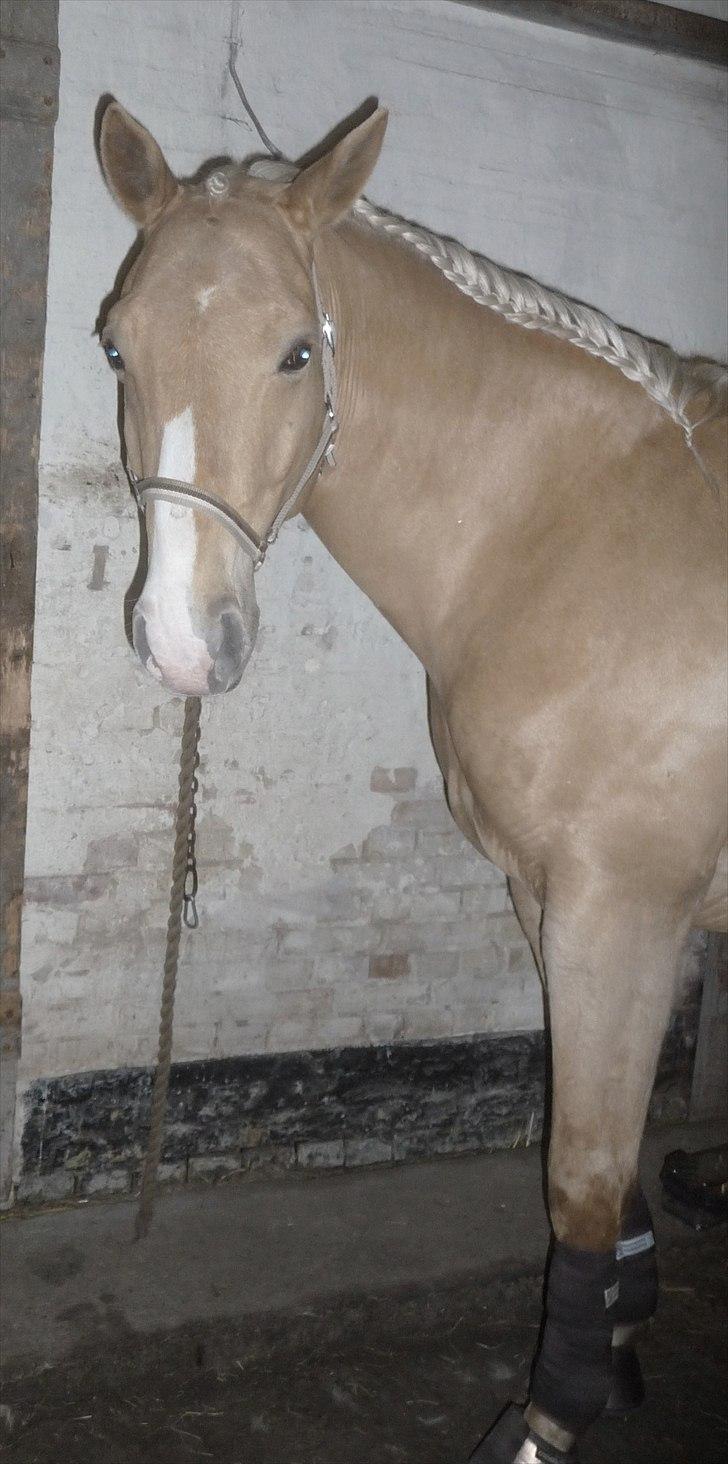 Palomino Semper Fidelis Blue - Du er det dejligeste der findes. billede 4