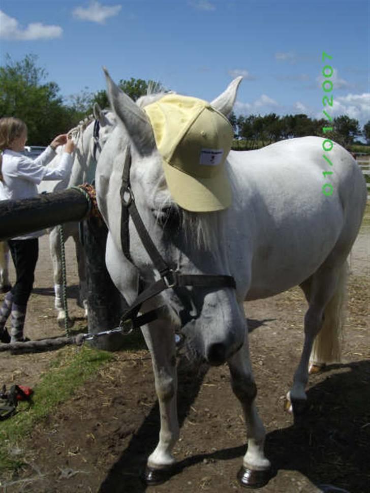 Connemara Amidas<3 - min lille pony med kasket elsker hende<3 billede 17
