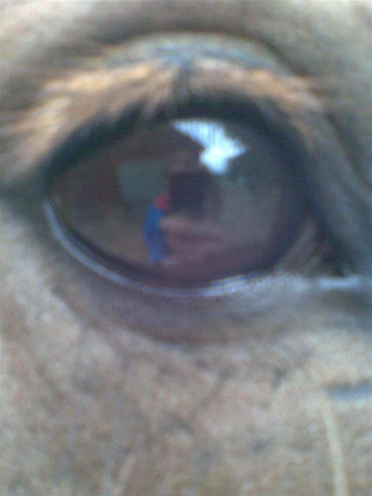 Islænder Svala fra Bonderup billede 1