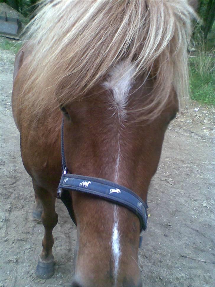 Islænder Svala fra Bonderup billede 2