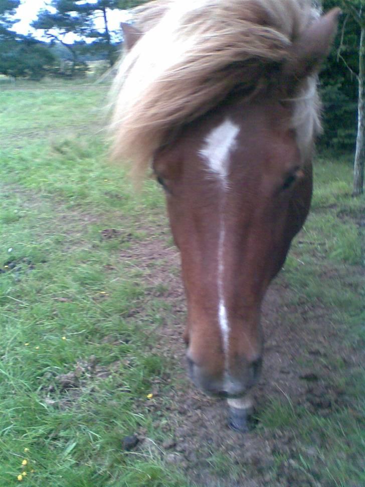 Islænder Svala fra Bonderup billede 3