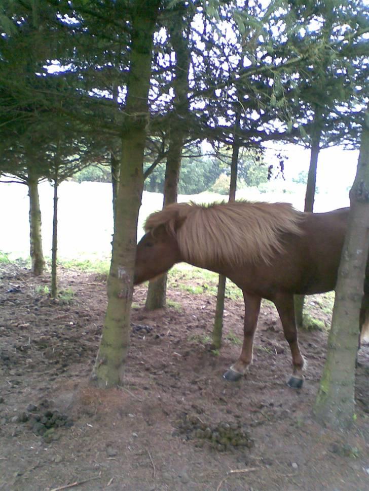 Islænder Svala fra Bonderup billede 4
