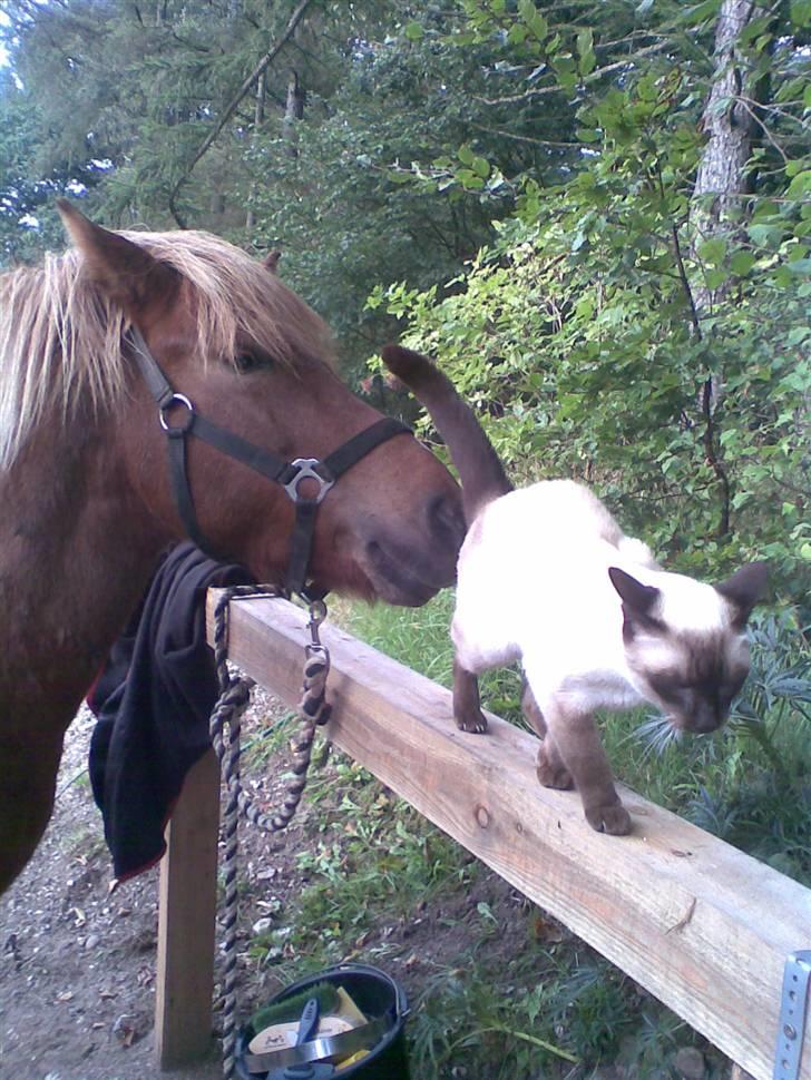 Islænder Svala fra Bonderup billede 5