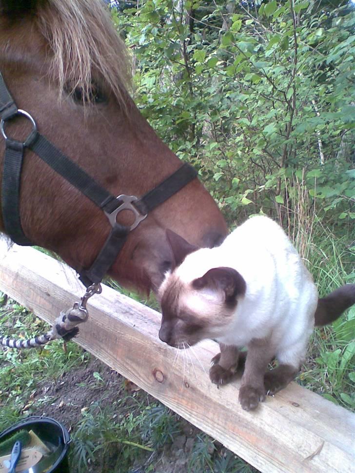 Islænder Svala fra Bonderup billede 6