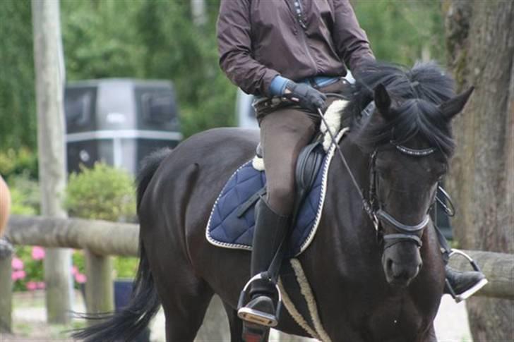 Tysk Sportspony Petit Cyrenaika solgt billede 8